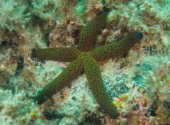 Image of Echinaster varicolor