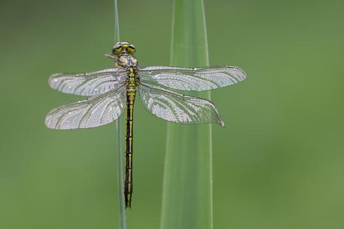 Western Clubtail, photo 4 of 7