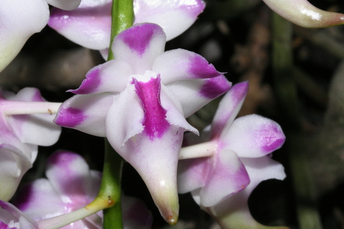 Lawrence's Aerides