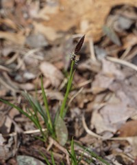 Careyanae