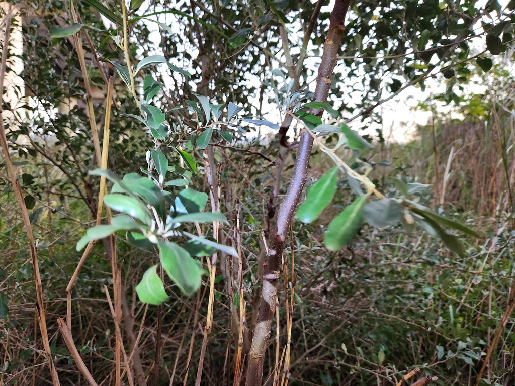 Elaeagnus oldhamii, 台灣臺北