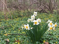 Narcissus poeticus