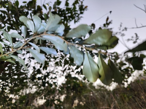 Elaeagnus oldhamii