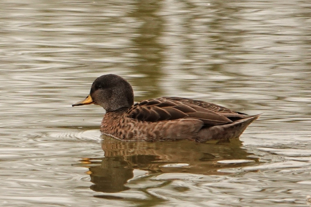 Yellow-billed Teal × Mallard