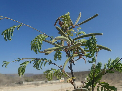 Alantsilodendron humbertii