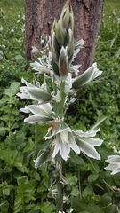 Ornithogalum boucheanum