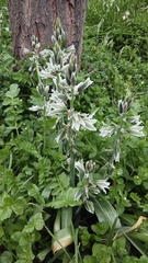 Ornithogalum boucheanum