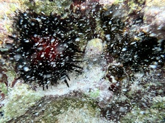 Echinometra lucunter image
