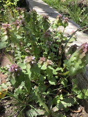 Lamium purpureum purpureum