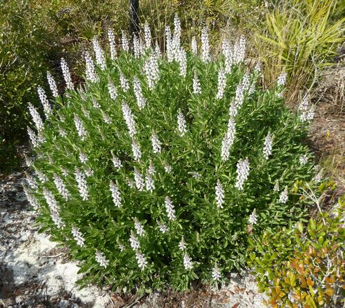 Unifoliolate Floridian Lupine Clade
