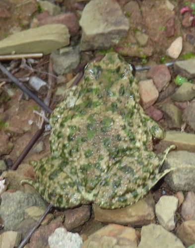 Iberian parsley frog, Giões, 8970, Portugal, photo 7 of 10