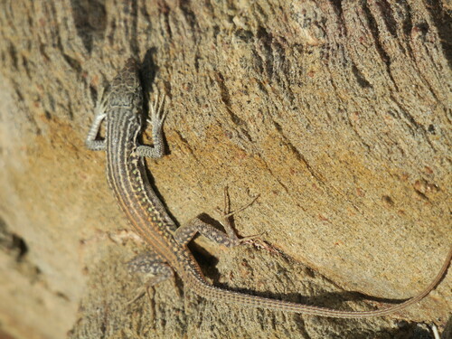 Plain Sand Lizard, Pedioplanis undata