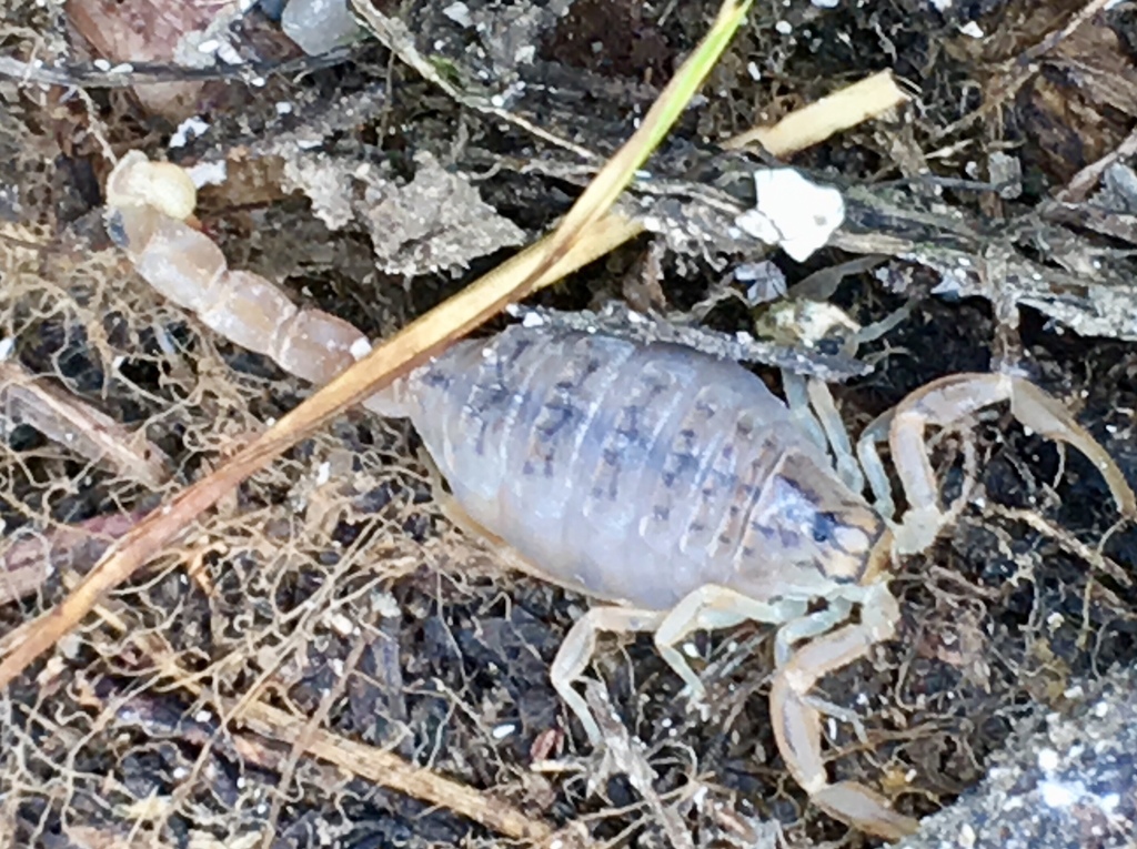 Mesobuthus galinae