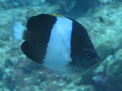 Hemitaurichthys zoster