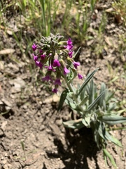 Boechera californica