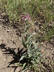 Boechera californica