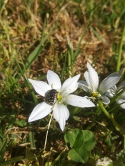 Oxythyrea noemi