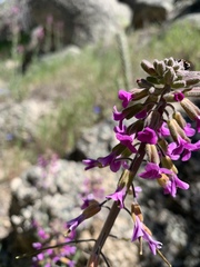 Boechera californica