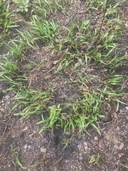 Tripsacum dactyloides