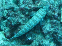 Parapercis millepunctata