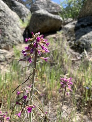 Boechera californica