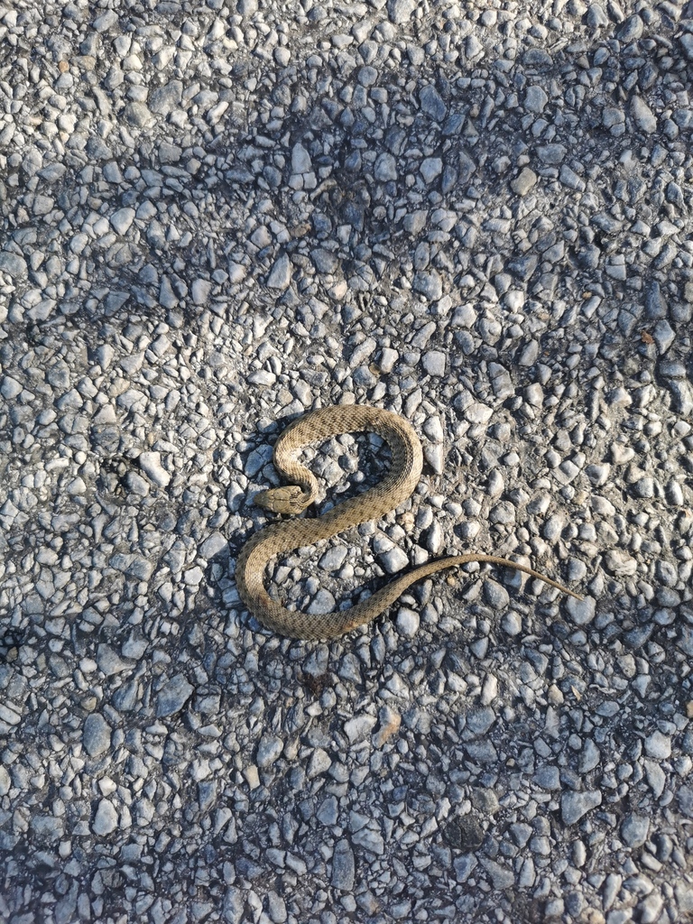 Tessellated Water Snake from Liebenau, Graz, Österreich on November 1 ...