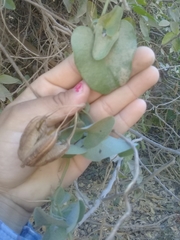 Aristolochia taliscana