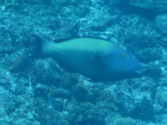 Cetoscarus ocellatus