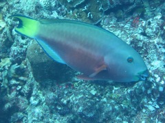 Chlorurus strongylocephalus