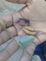 Aristolochia taliscana