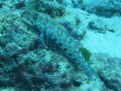 Parapercis millepunctata