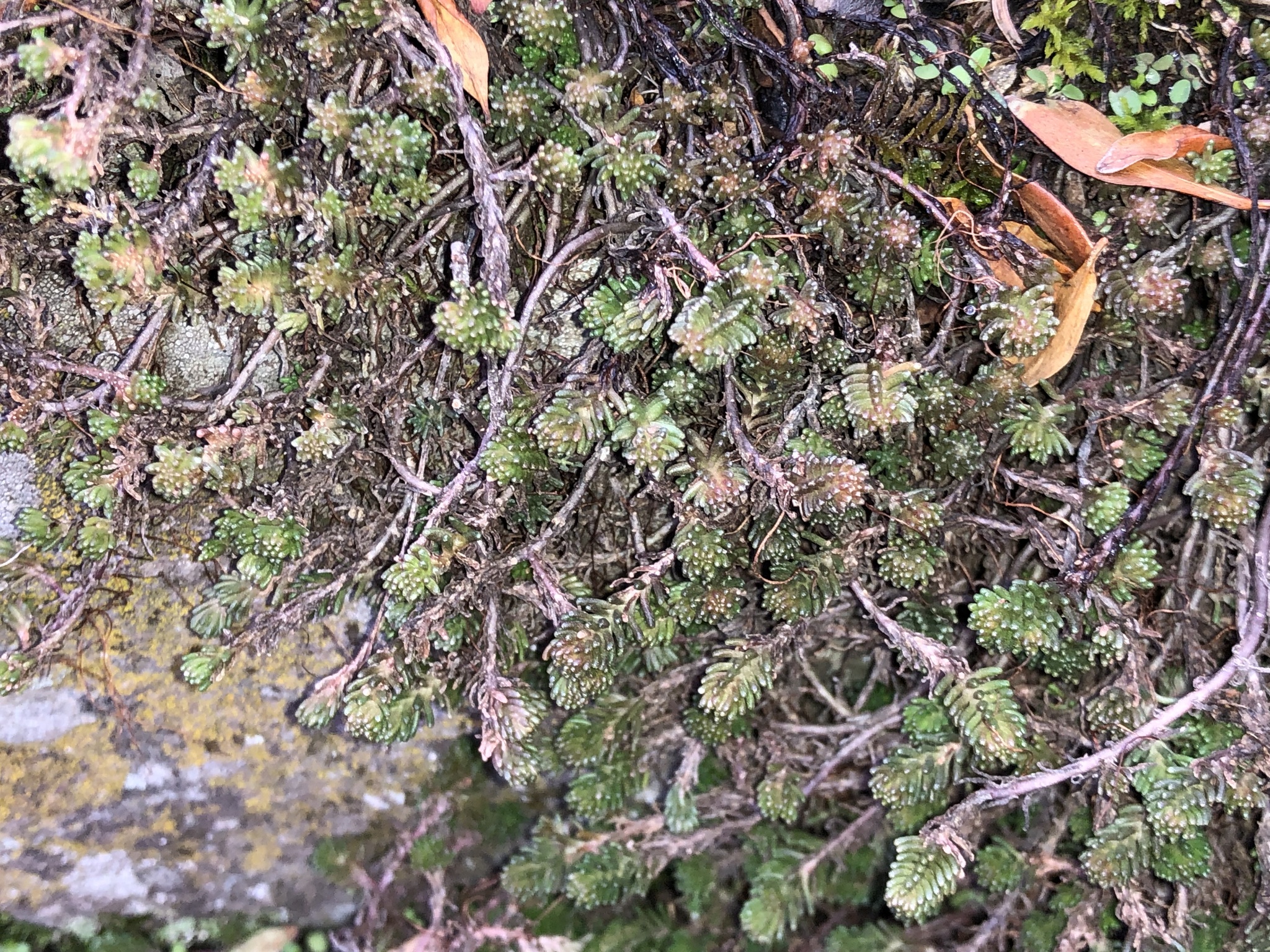 Imagem de Escadinha verde