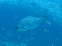 Kyphosus cinerascens