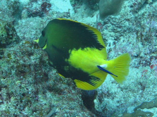 Brown Tang — seen at this dive site