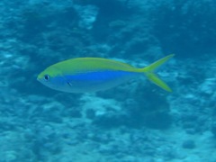 Caesio xanthonota