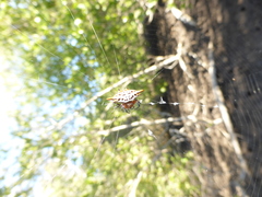 Gasteracantha sanguinolenta
