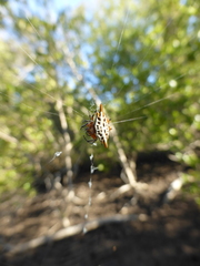 Gasteracantha sanguinolenta