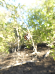 Gasteracantha sanguinolenta
