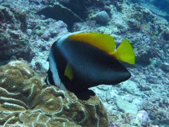 Heniochus singularius