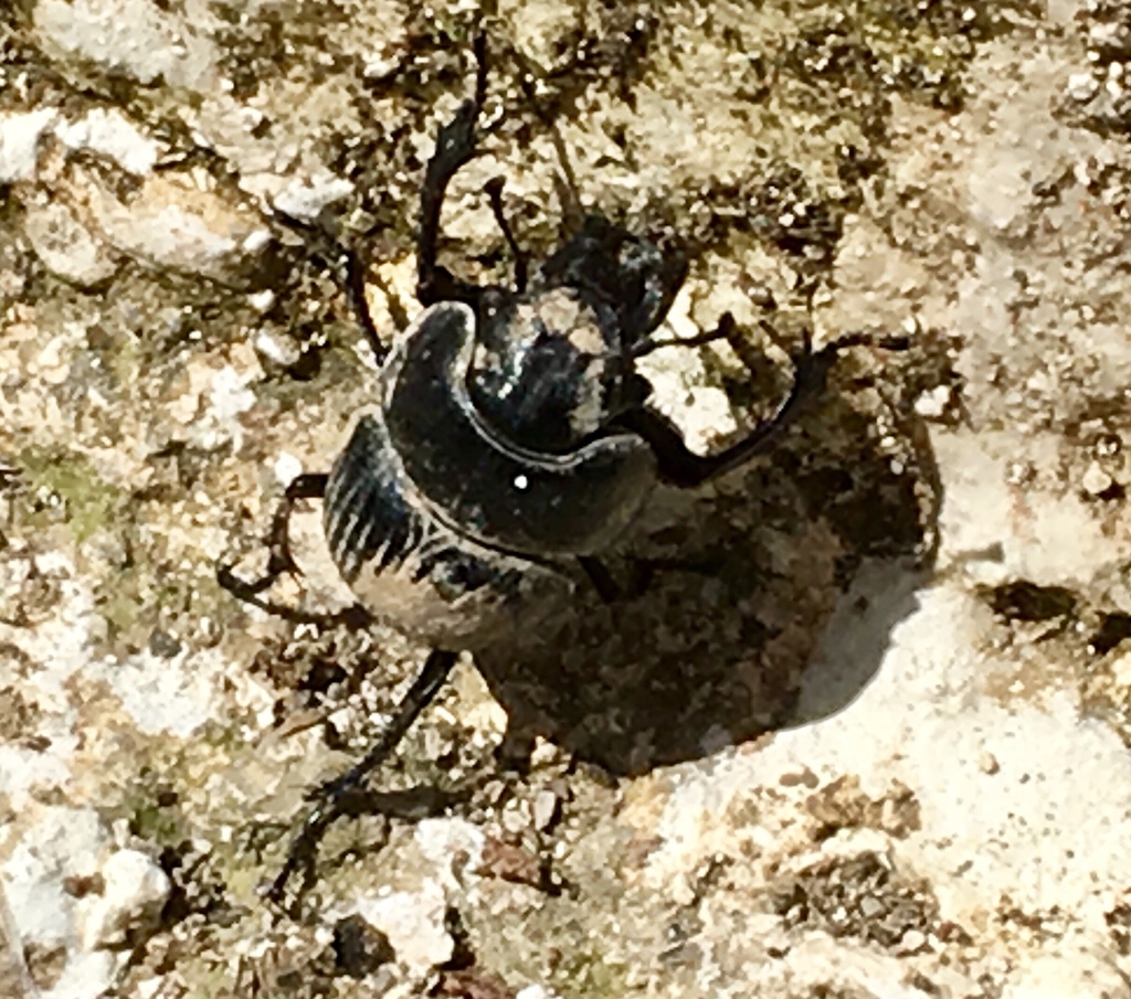 Lethrus sulcatus