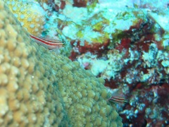 Helcogramma striata
