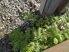 Pteridium tauricum
