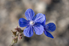 Italian Bugloss - Photo (c) lalecakti, some rights reserved (CC BY-NC)