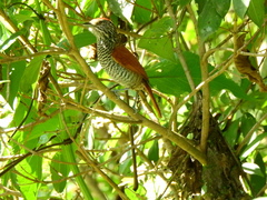 Thamnophilus multistriatus