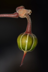 Euphorbia peritropoides