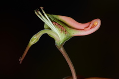 Euphorbia peritropoides