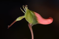 Euphorbia peritropoides