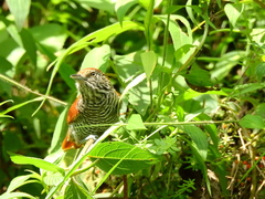 Thamnophilus multistriatus
