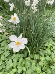 Narcissus poeticus
