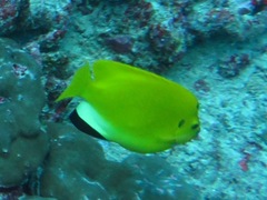 Apolemichthys trimaculatus